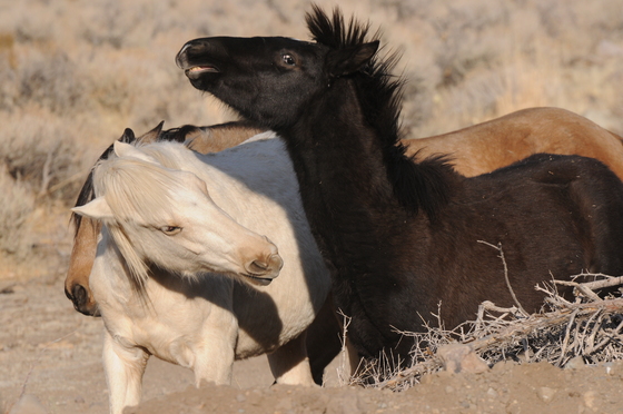 Bureau of Land Management, NV