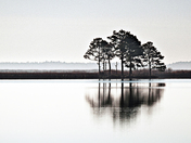 Blackwater National Wildlife Refuge