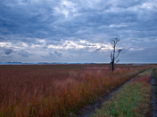 Blackwater National Wildlife Refuge