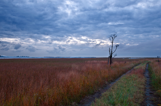 Blackwater National Wildlife Refuge