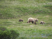 Denali National Park