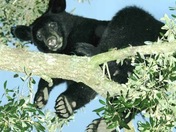 Ocala National Forest