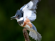 Ridgefield National Wildlife Refuge