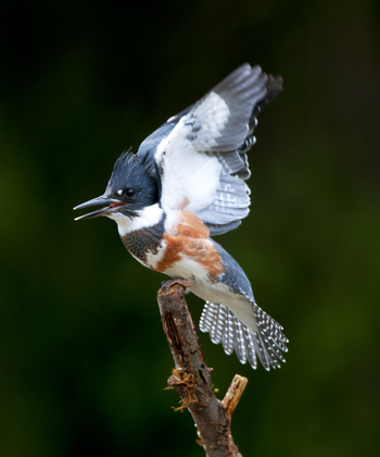 Ridgefield National Wildlife Refuge