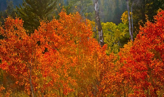 Yellowstone National Park