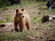 Sequoia National Park