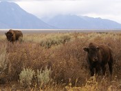 Grand Teton National Park