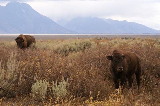 Grand Teton National Park
