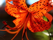 Voyageurs National Park