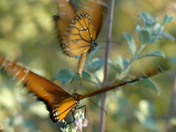 BLM California Desert