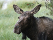 Beaverhead-Deerlodge National Forest Philipsburg Bay Campground Montana