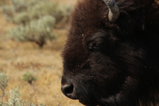 Yellowstone National Park