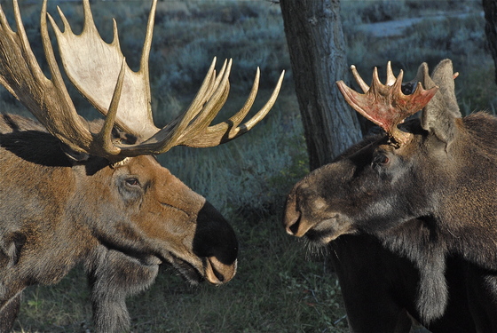 Teton NP.