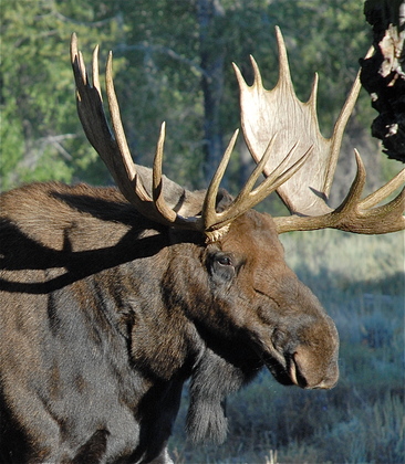 Teton NP 