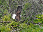 Kenai Fjords National Park