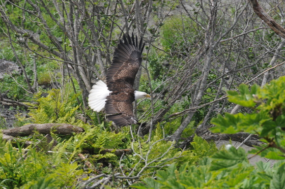 Kenai Fjords National Park