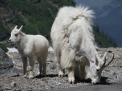 Glacier National Park