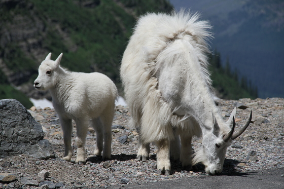 Glacier National Park