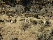 Shoshone National Forest