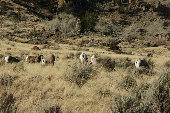 Shoshone National Forest