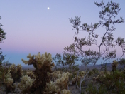 Joshua Tree National Park