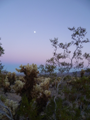 Joshua Tree National Park