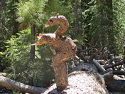 John Muir wilderness