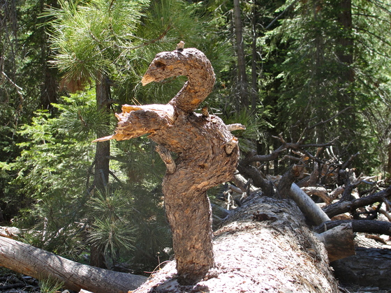 John Muir wilderness