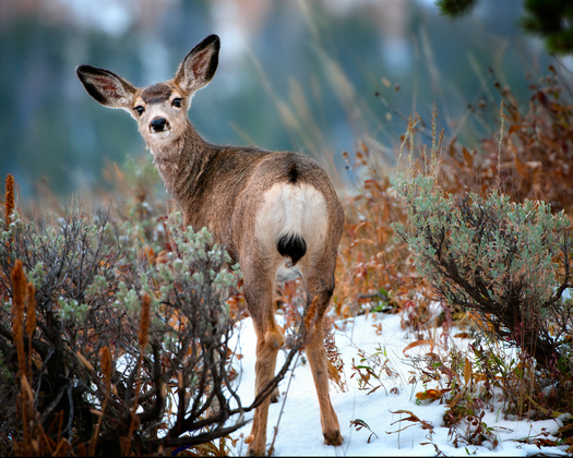 Yellowstone National Park