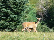Yellowstone National Park