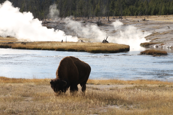 Yellowstone National Park