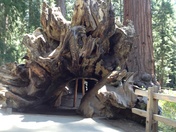 Sequoia National Forest