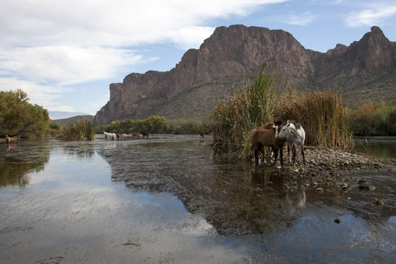 Tonto National Forest