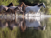 Tonto National Forest