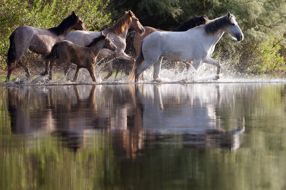 Tonto National Forest