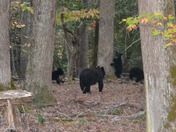 Great Smoky Mountains National Park