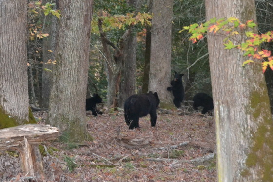Great Smoky Mountains National Park