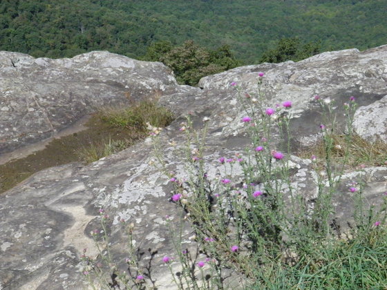 Shenandoah National Park