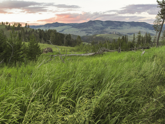 Yellowstone National Park