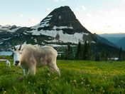 Glacier National Park