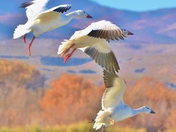 Bosque del Apache NWR