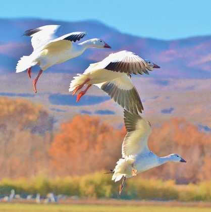Bosque del Apache NWR