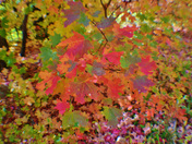 Fourth of July Canyon - Cibola National Forest