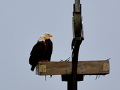 Blackwater National Wldlife Refuge 