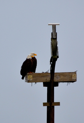 Blackwater National Wldlife Refuge 