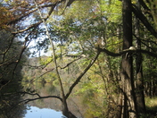 Congaree National Park