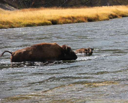 Yellowstone National Park