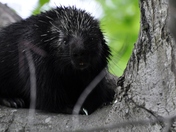 White Mt. National Forest