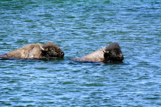 YELLOWSTONE NATIONAL PARK