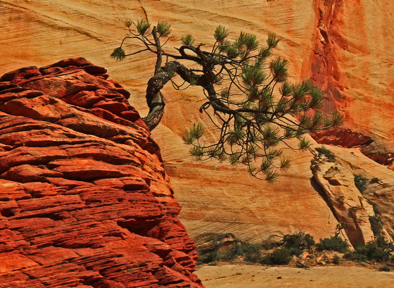 zion national park